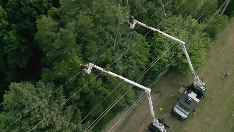 Leaf Removal in Hughestown, PA