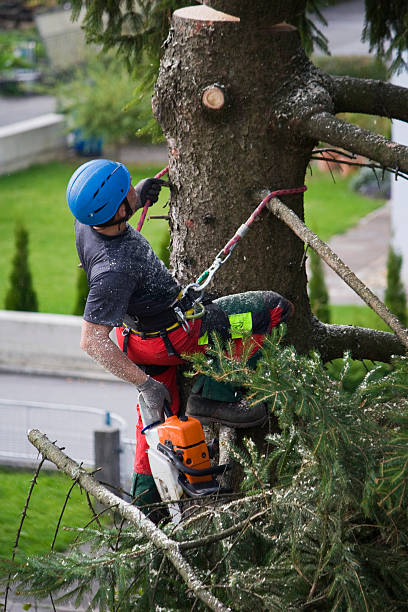 Trusted Hughestown, PA Tree Care  Experts